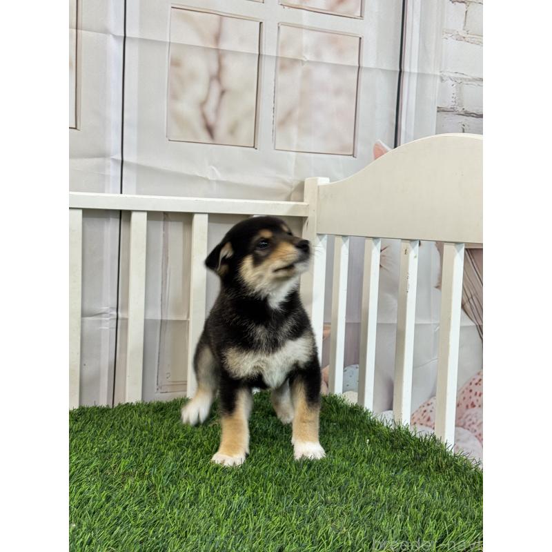 販売中の茨城県の柴犬-429668の2枚目