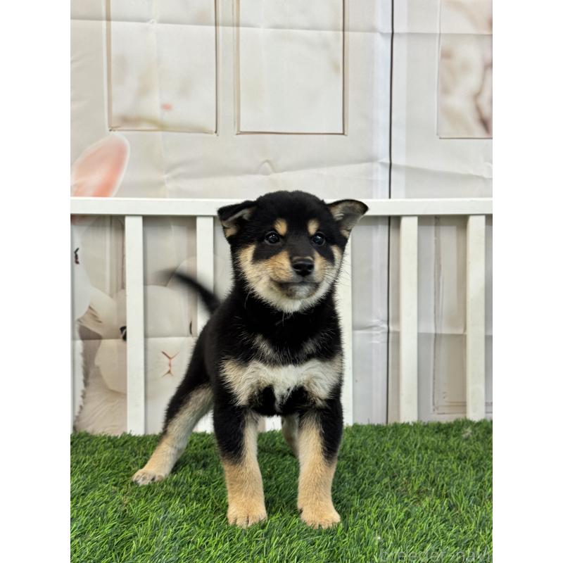 販売中の茨城県の柴犬-429669の6枚目