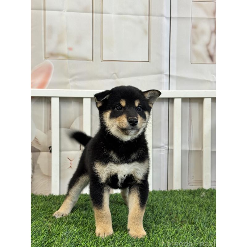 販売中の茨城県の柴犬-429669の5枚目