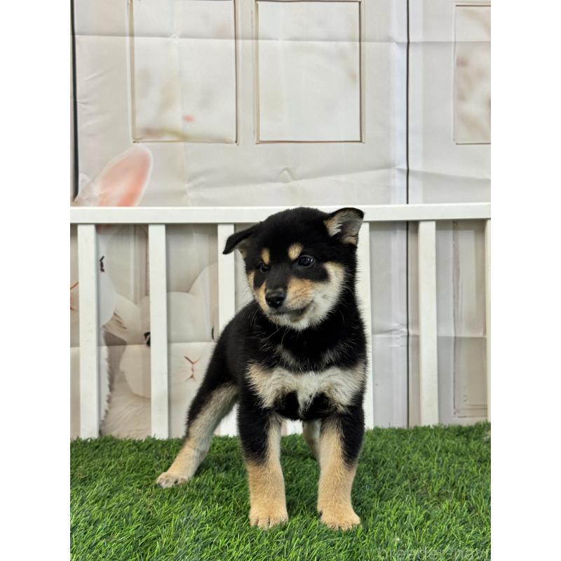 販売中の茨城県の柴犬-429669の4枚目