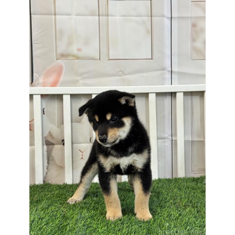 販売中の茨城県の柴犬-429669の3枚目