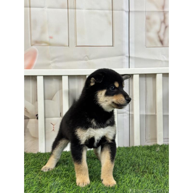 販売中の茨城県の柴犬-429669の2枚目