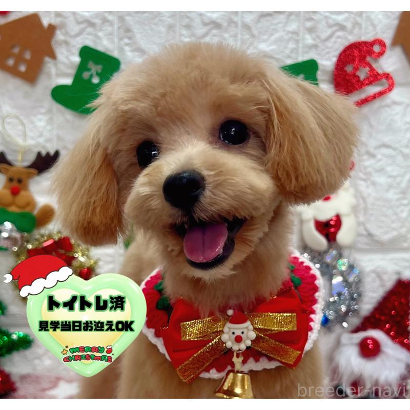 販売中の茨城県のマルプー:マルチーズ×トイプードル-394826