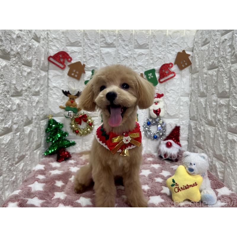 商談中の茨城県のマルプー:マルチーズ×トイプードル-394826の3枚目