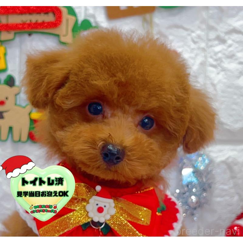 販売中の茨城県のビションプー:ビションフリーゼ×トイプードル-428283