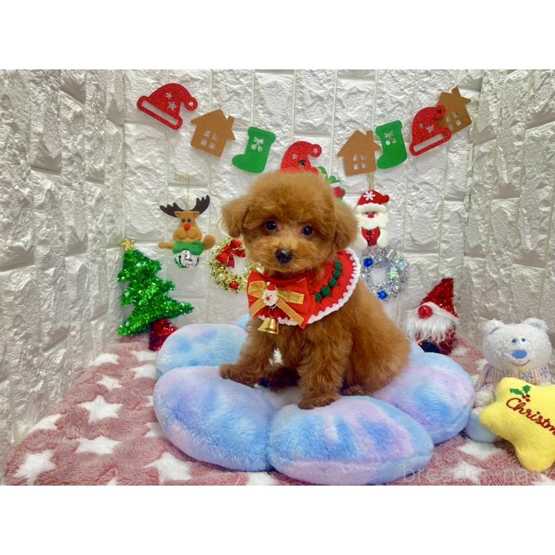 販売中の茨城県のビションプー:ビションフリーゼ×トイプードル-428283の4枚目