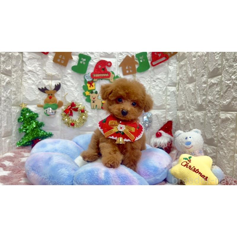 販売中の茨城県のビションプー:ビションフリーゼ×トイプードル-428283の3枚目