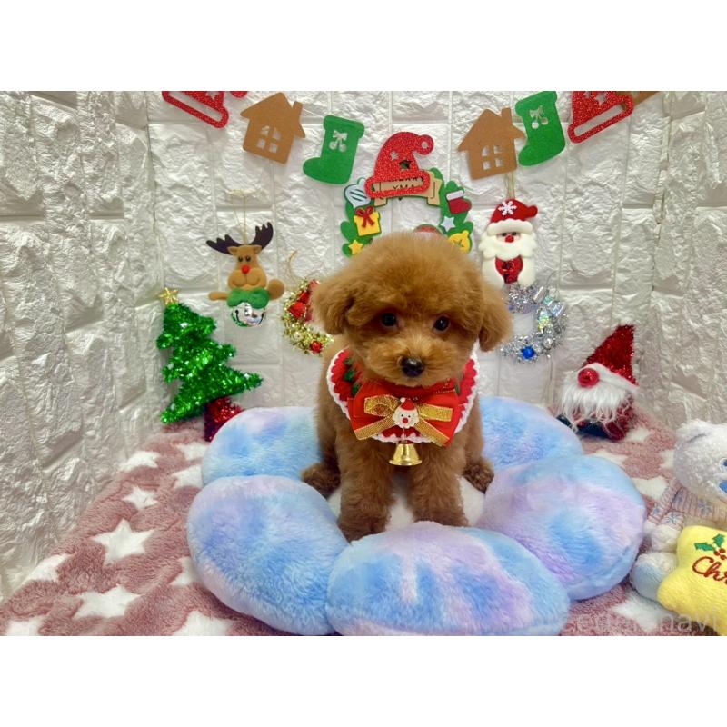 販売中の茨城県のビションプー:ビションフリーゼ×トイプードル-428283の2枚目