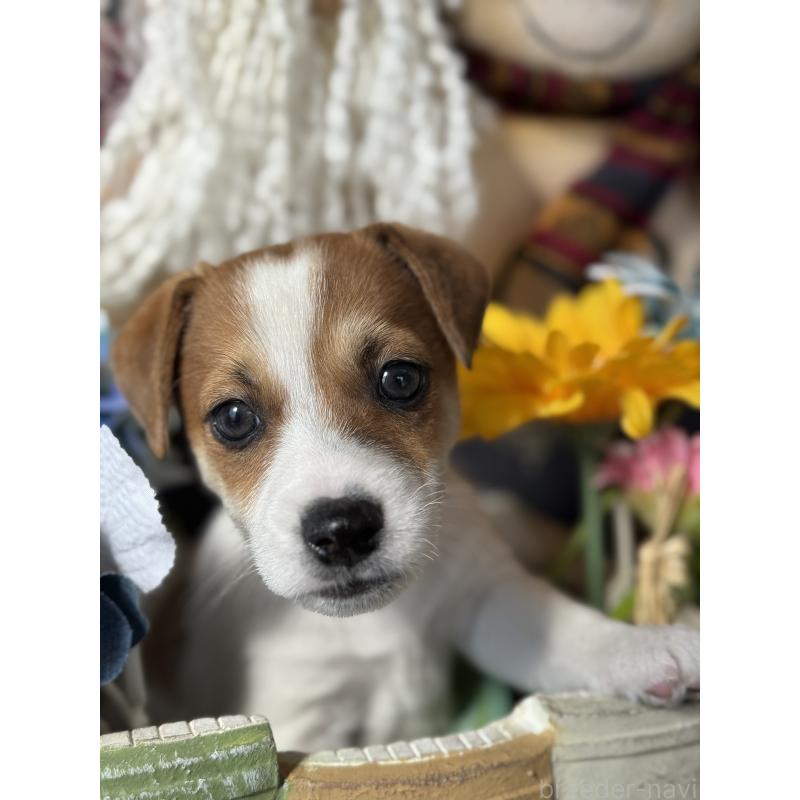 成約済の宮崎県のジャックラッセルテリア-423788の8枚目