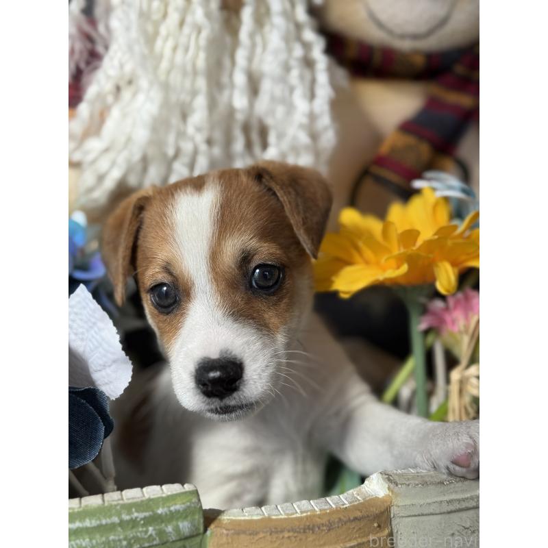 成約済の宮崎県のジャックラッセルテリア-423788の7枚目