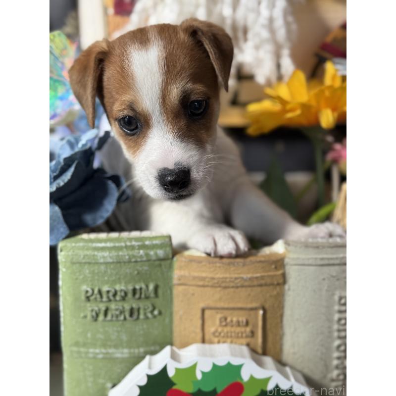 成約済の宮崎県のジャックラッセルテリア-423788の6枚目