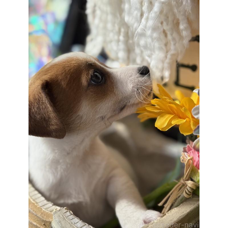 成約済の宮崎県のジャックラッセルテリア-423788の5枚目