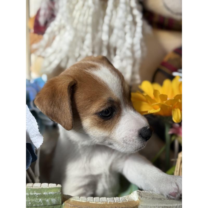 成約済の宮崎県のジャックラッセルテリア-423788の4枚目