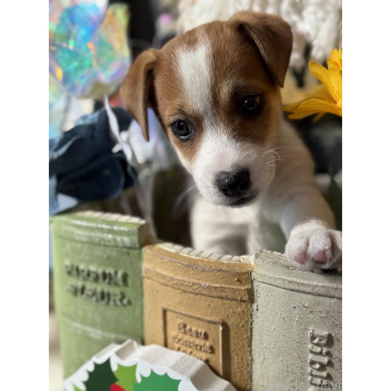 成約済の宮崎県のジャックラッセルテリア-423788の3枚目