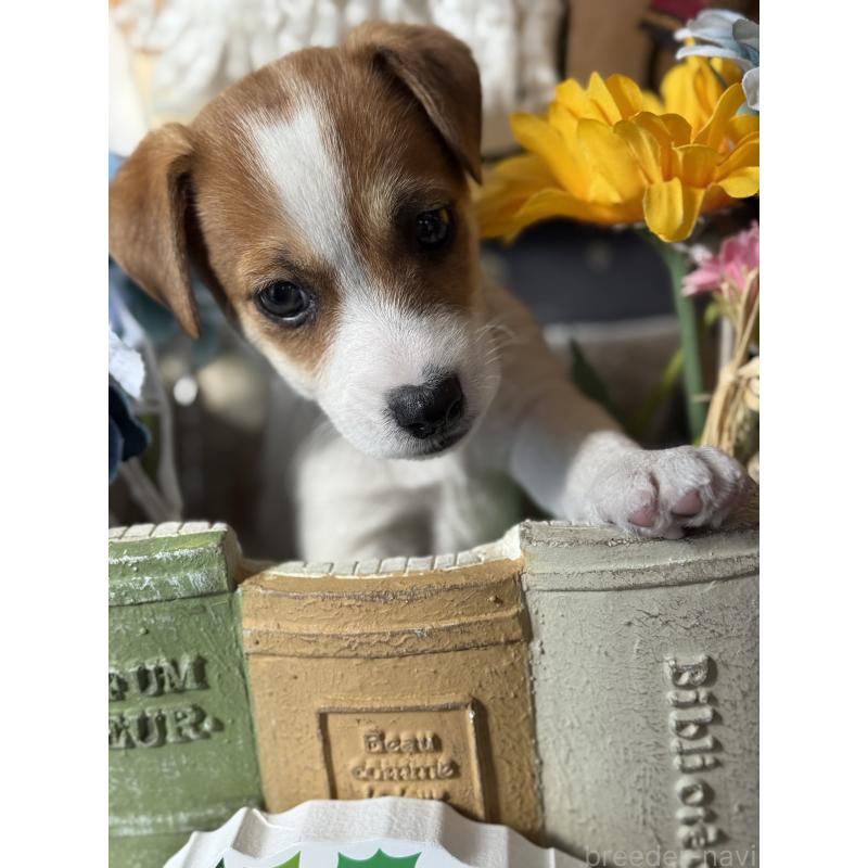 成約済の宮崎県のジャックラッセルテリア-423788の2枚目