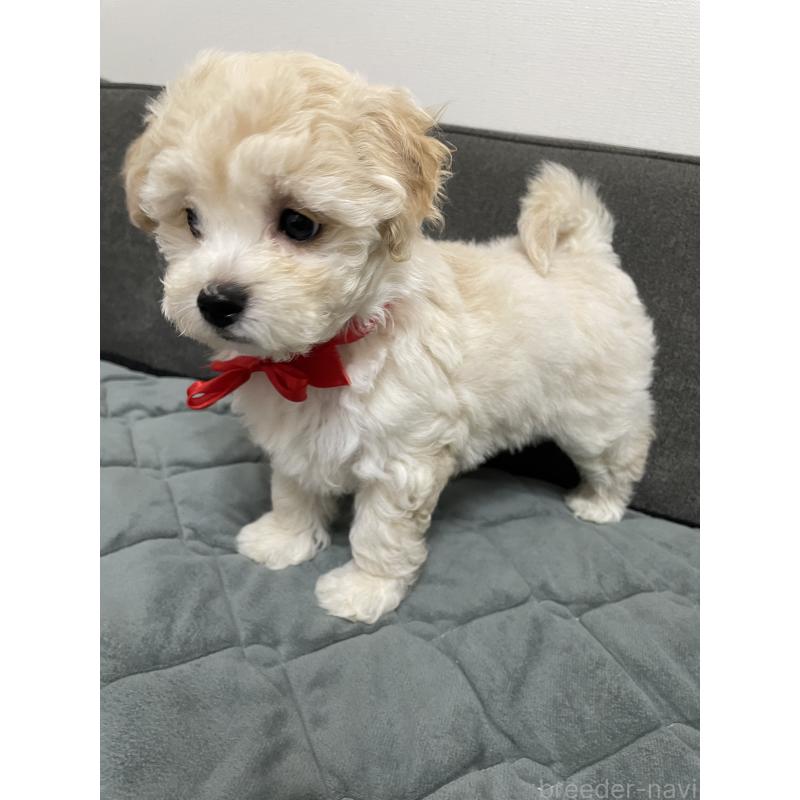 販売中の福岡県のマルプー:マルチーズ×トイプードル-429670の3枚目