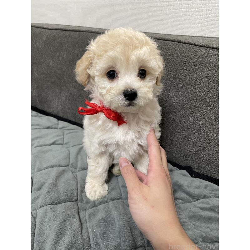 販売中の福岡県のマルプー:マルチーズ×トイプードル-429670の2枚目
