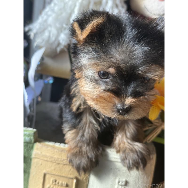 成約済の宮崎県のヨークシャーテリア-423891の5枚目