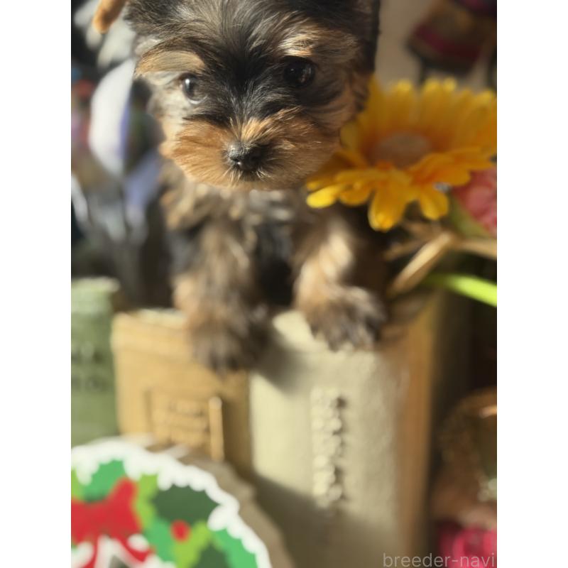 成約済の宮崎県のヨークシャーテリア-423891の4枚目