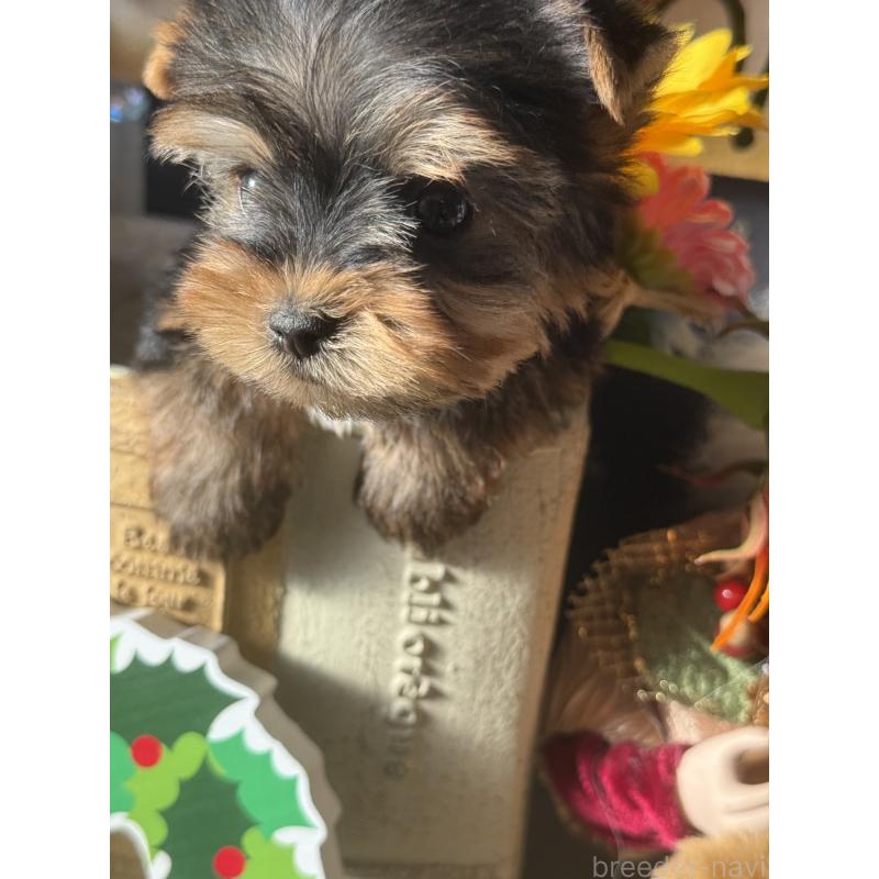 成約済の宮崎県のヨークシャーテリア-423891の3枚目