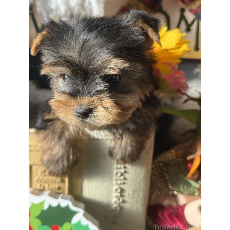 成約済の宮崎県のヨークシャーテリア-423891の2枚目