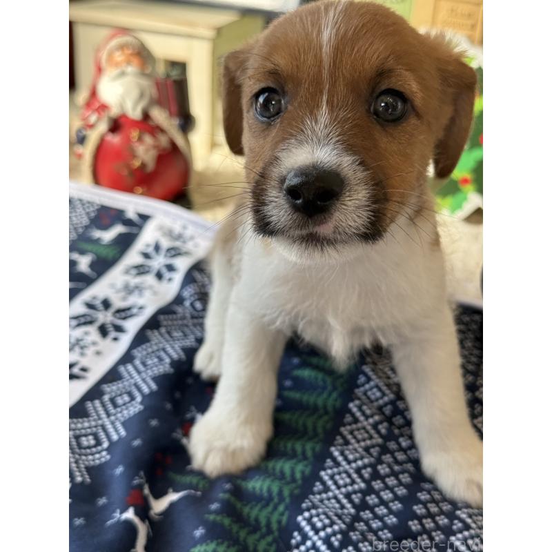 成約済の宮崎県のジャックラッセルテリア-425121の5枚目