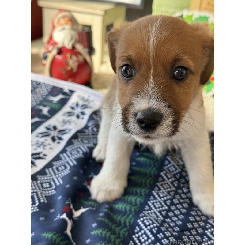 成約済の宮崎県のジャックラッセルテリア-425121の4枚目