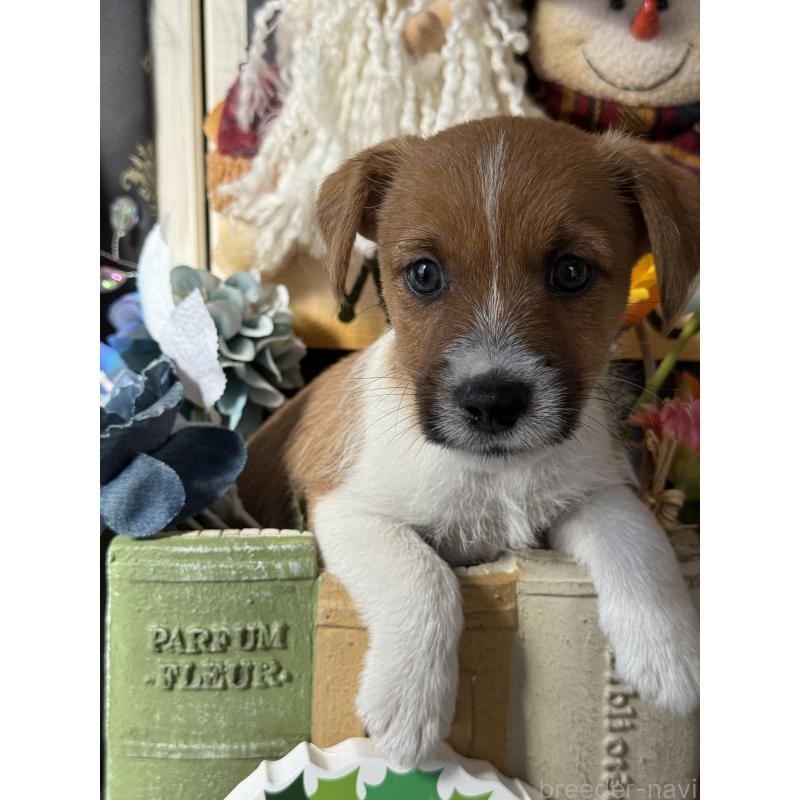 成約済の宮崎県のジャックラッセルテリア-425121の3枚目