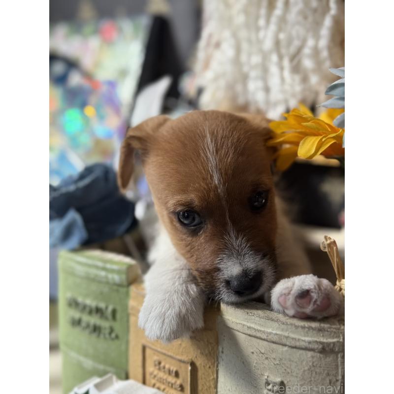 成約済の宮崎県のジャックラッセルテリア-425121の2枚目