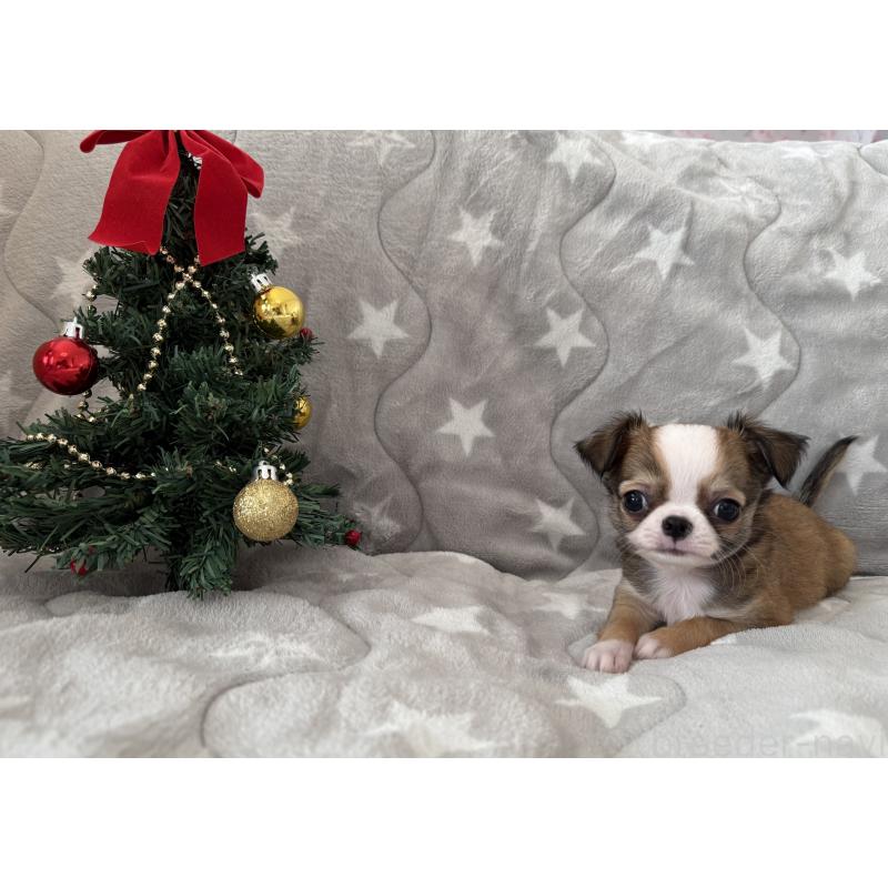 販売中の埼玉県のチワワ(ロングコート)-429671の1枚目