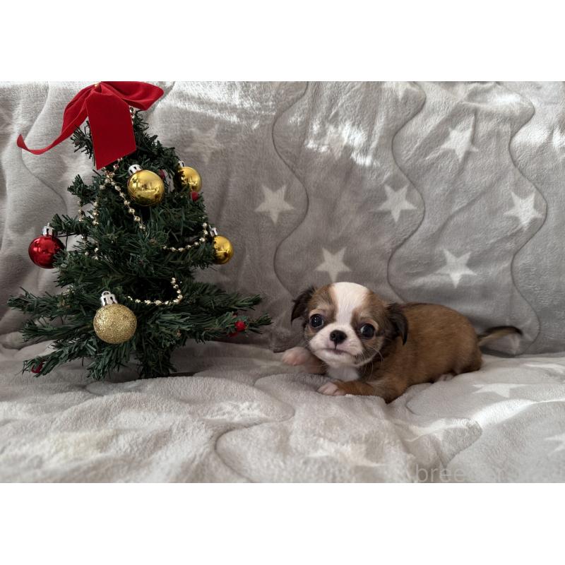 販売中の埼玉県のチワワ(ロングコート)-429671の7枚目