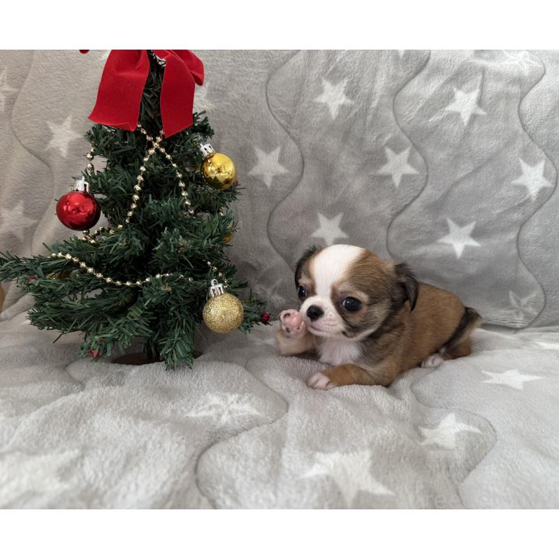 販売中の埼玉県のチワワ(ロングコート)-429671の6枚目