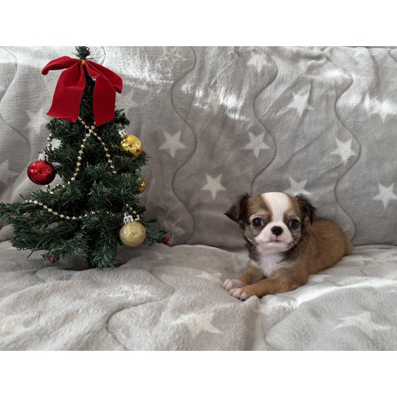 販売中の埼玉県のチワワ(ロングコート)-429671の5枚目