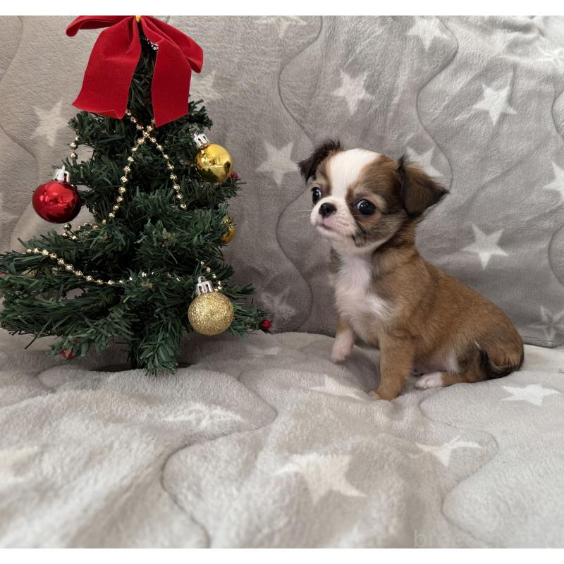 販売中の埼玉県のチワワ(ロングコート)-429671の4枚目