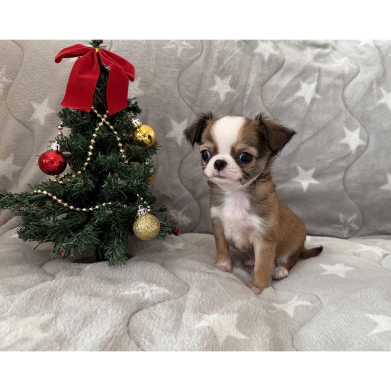 販売中の埼玉県のチワワ(ロングコート)-429671の3枚目