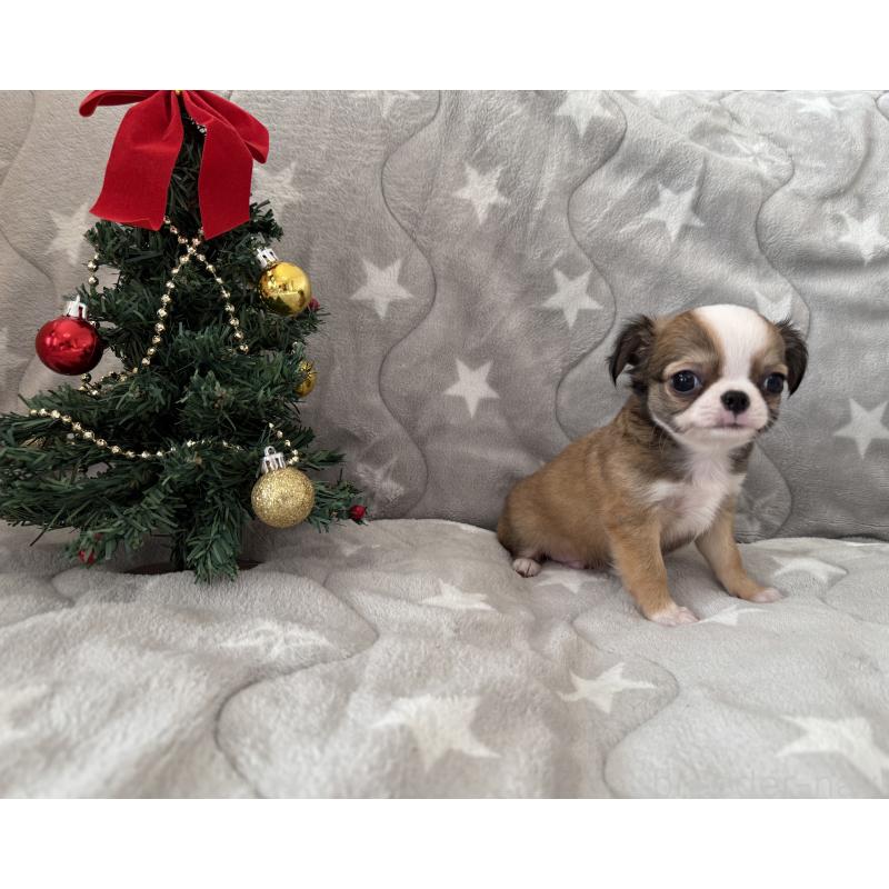 販売中の埼玉県のチワワ(ロングコート)-429671の2枚目