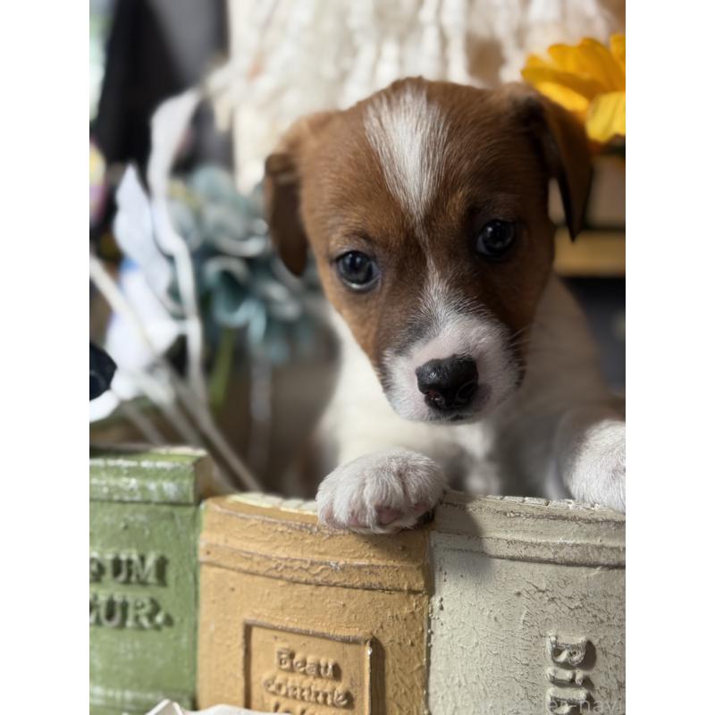 成約済の宮崎県のジャックラッセルテリア-425127の7枚目