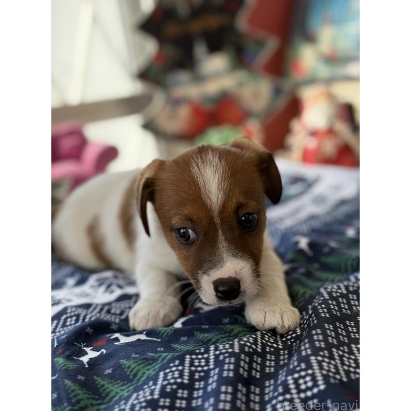 成約済の宮崎県のジャックラッセルテリア-425127の5枚目