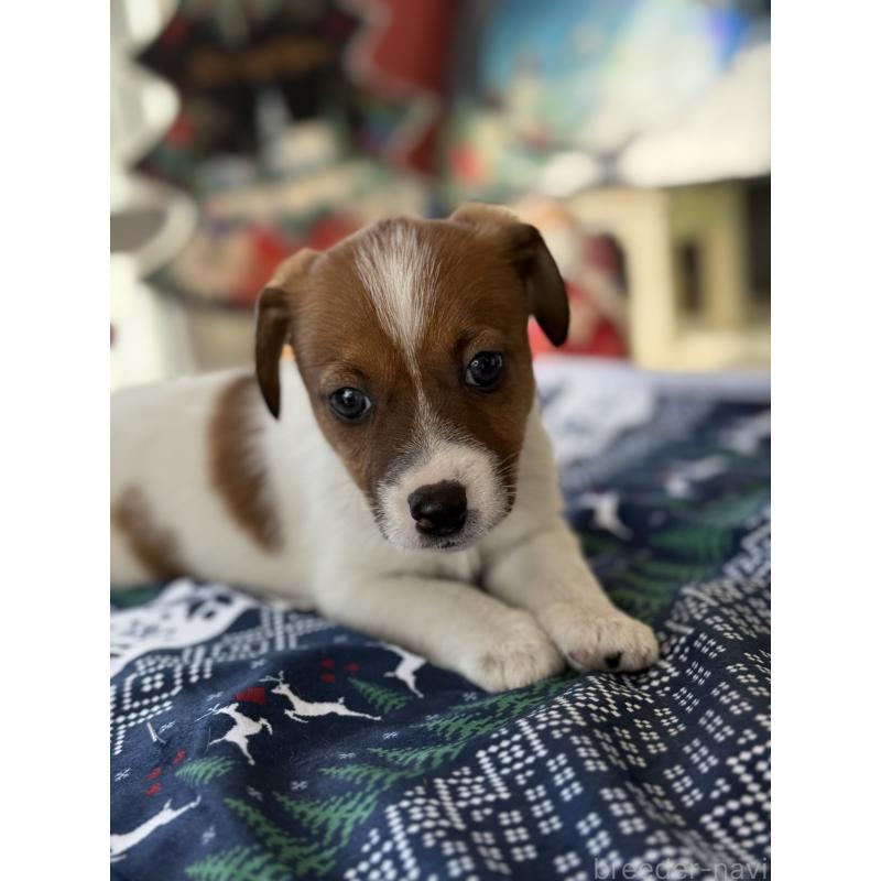 成約済の宮崎県のジャックラッセルテリア-425127の4枚目