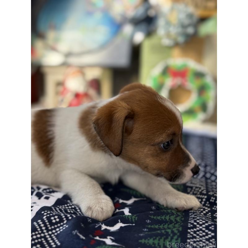 成約済の宮崎県のジャックラッセルテリア-425127の3枚目