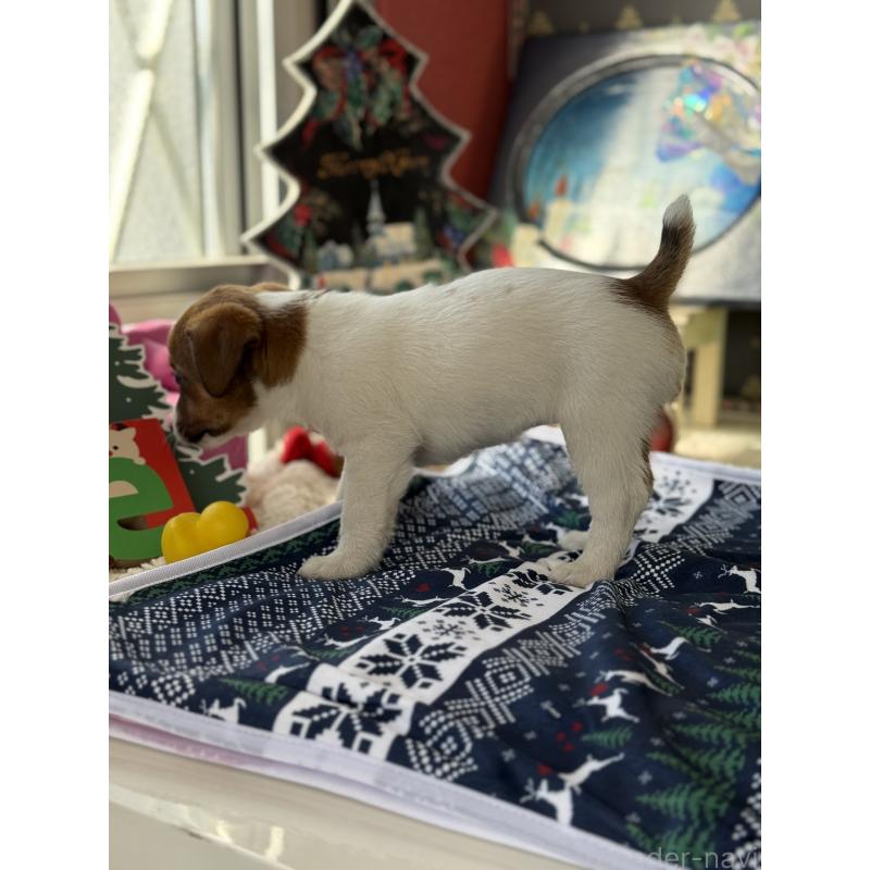 成約済の宮崎県のジャックラッセルテリア-425127の2枚目