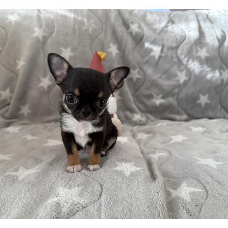 販売中の埼玉県のチワワ(スムースコート)-429672の10枚目