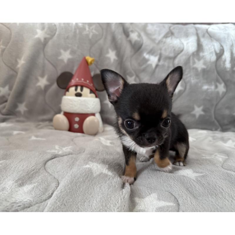 販売中の埼玉県のチワワ(スムースコート)-429672の9枚目