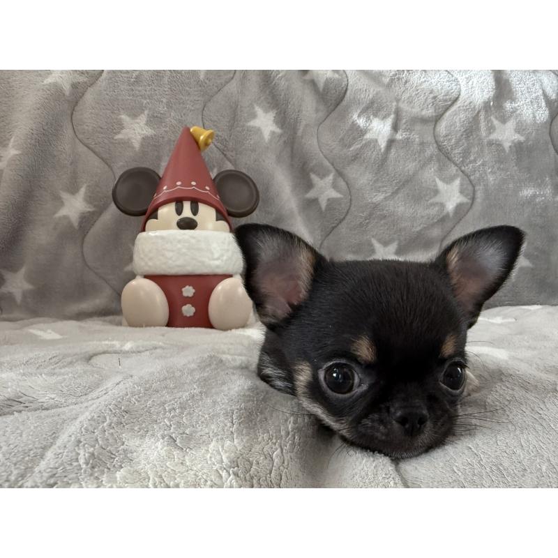 販売中の埼玉県のチワワ(スムースコート)-429672の8枚目