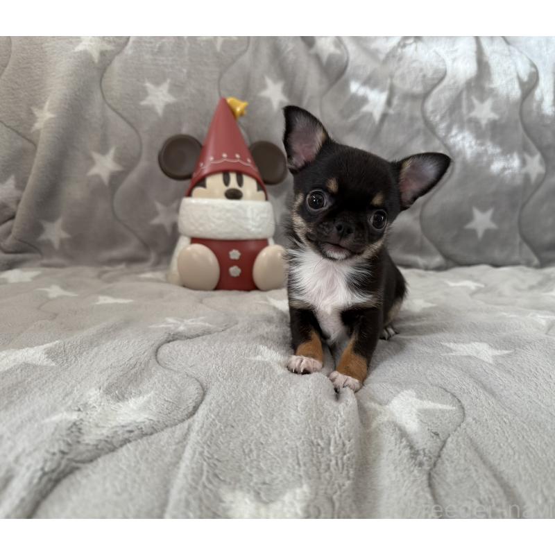 販売中の埼玉県のチワワ(スムースコート)-429672の7枚目