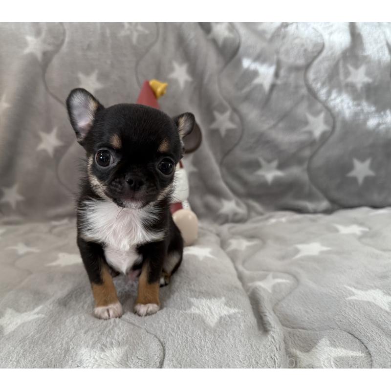 販売中の埼玉県のチワワ(スムースコート)-429672の6枚目