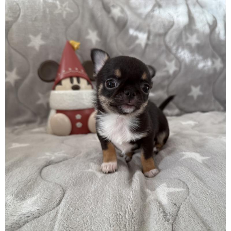 販売中の埼玉県のチワワ(スムースコート)-429672の5枚目