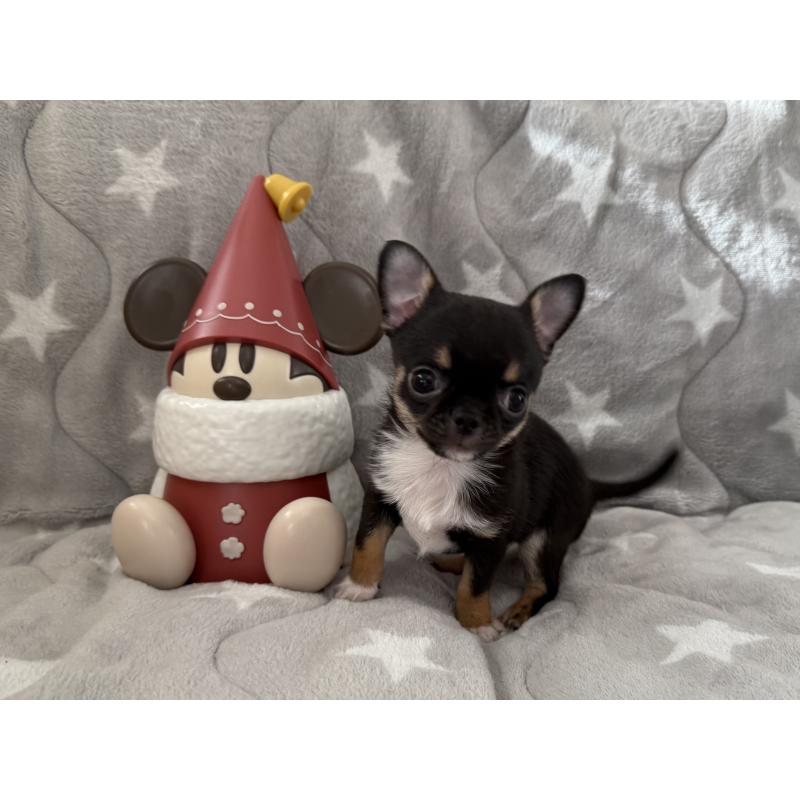 販売中の埼玉県のチワワ(スムースコート)-429672の4枚目