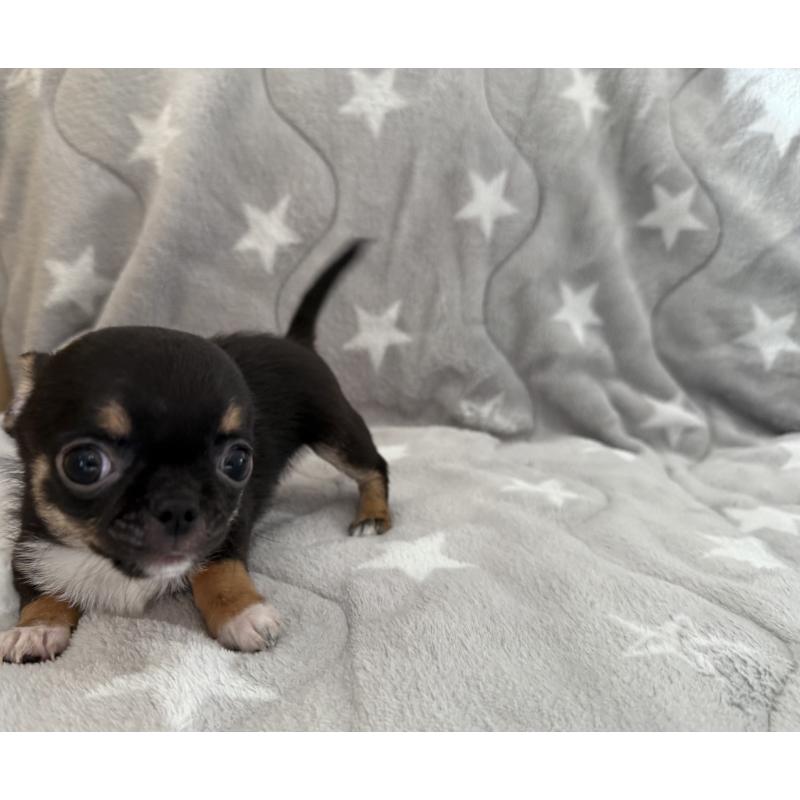 販売中の埼玉県のチワワ(スムースコート)-429672の3枚目