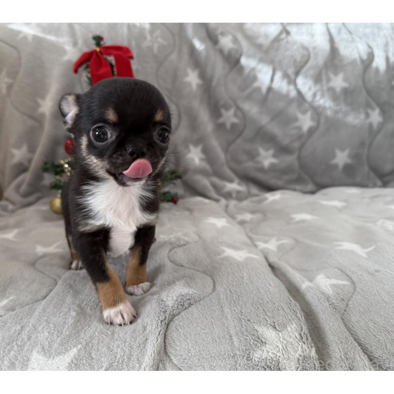 販売中の埼玉県のチワワ(スムースコート)-429672の2枚目